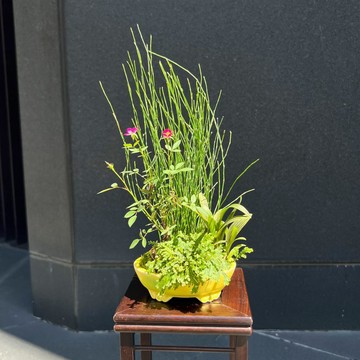 日本屋久島姬薔薇∣合植山野草苔盆栽 開花中