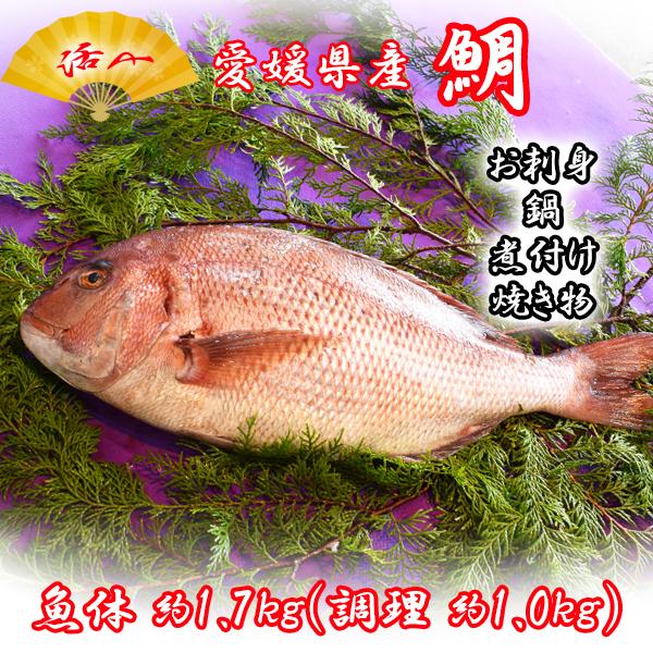 鯛　タイ　愛媛県産　１尾（魚体1.7kg 調理1.0kg）