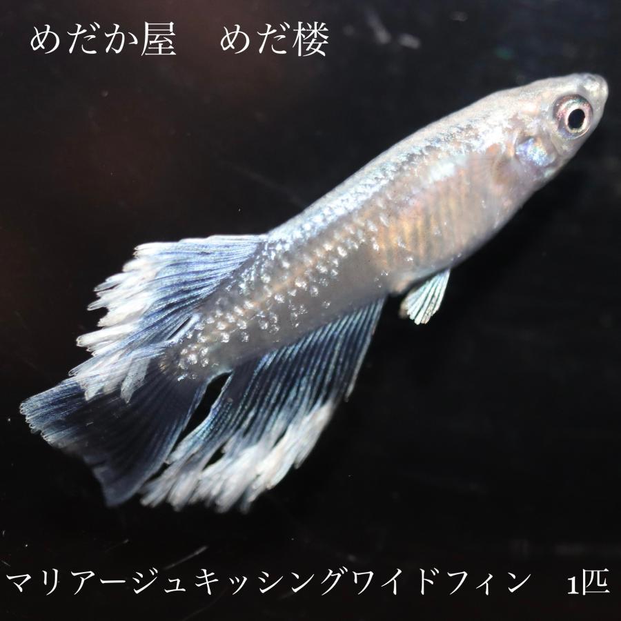 MARIMOYA】 初出品 極上 コブラキッシングワイドフィン 1ペア＋雌1めだか 次回出品6月以降 - 魚類、水生生物