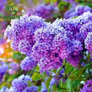 【濃香多年生】丁香花種子 現貨｜四季開花 室內陽台皆宜｜超值百粒裝 低價體驗｜新手易種 香氣療癒｜打造私家香氛花園