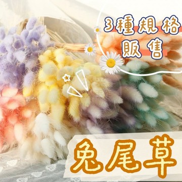 【璟采職人】兔尾草種子 兔尾草 花材 乾燥兔尾草 乾燥花材 乾燥花 不凋花 永生花 仿真花 乾燥花花材 教師節花束