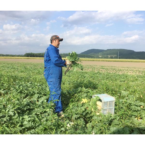 自然栽培 野菜セット（10〜11種類）★季節の旬のお野菜詰め合わせ★無肥料・無農薬の、究極の自然栽培農法の野菜たちをお届けします♪