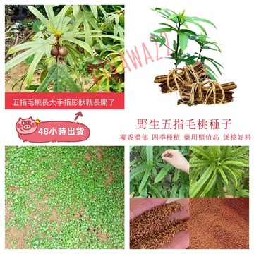 五指毛桃種子（50粒） 小葉 野生五指毛桃藥綵種子 三龍爪、亞椏、五爪龍土黃芪煲湯用名貴藥材多年生 毛桃籽種子