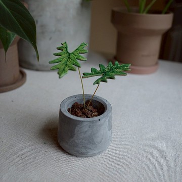 傑克林觀音蓮觀葉皮革盆栽