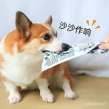 💕喵狗鋪🔥磨牙 寵物磨牙 狗狗用品  狗狗玩具 磨牙解悶 髮聲報紙 響紙神器 泰迪柯基 大中狗狗用品