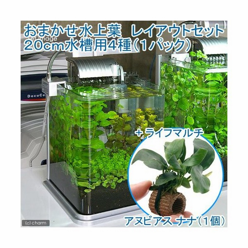 水草 おまかせ水上葉 レイアウトセット ２０ｃｍ水槽用 ４種 １パック ライフマルチ 茶 アヌビアスナナ １個 通販 Lineポイント最大0 5 Get Lineショッピング