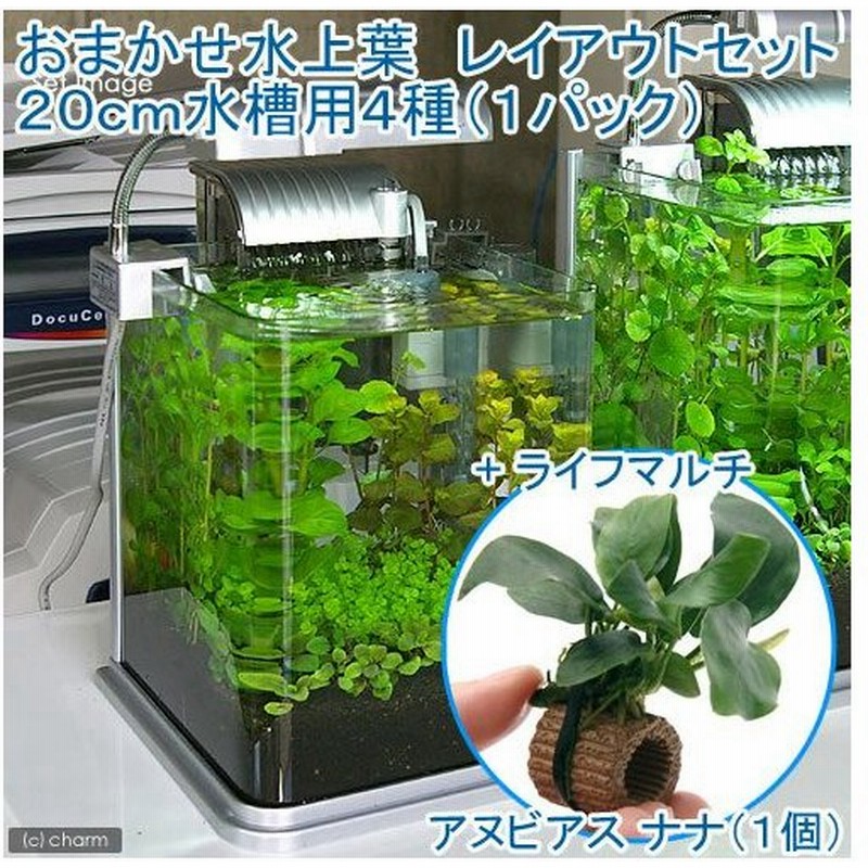 水草 おまかせ水上葉 レイアウトセット ２０ｃｍ水槽用 ４種 １パック ライフマルチ 茶 アヌビアスナナ １個 北海道航空便要保温 通販 Lineポイント最大0 5 Get Lineショッピング