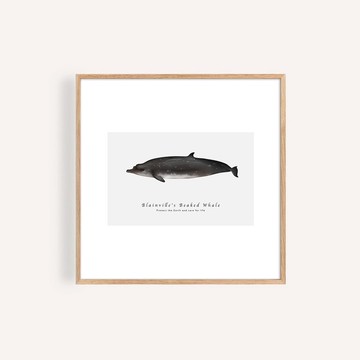 柏氏中喙鯨 海洋掛畫 / 正方形 畫芯 海報 無框畫 裝飾畫