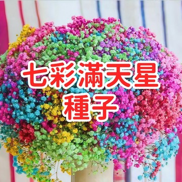 【七彩滿天星種子】霞草 爆盆花卉 易種好養 開花不斷 星點小花 多色混種 庭院盆栽 陽台造景 切花配材 乾燥花 四季可播