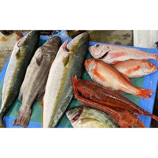 ふるさと納税 宮城県 南三陸町 南三陸朝どれ鮮魚BOXプレミアム