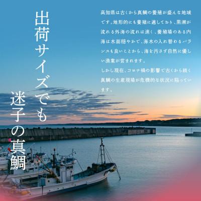ふるさと納税 芸西村 高知の海鮮丼の素「真鯛の漬け」1食80g×10Pセット