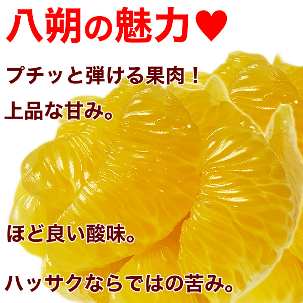 ご予約開始和歌山の八朔（ハッサク）約5kg 減農薬・有機肥料栽培  L～2Lサイズ 上品な甘み、程よい酸味、独特の苦みが美味しいはっさく 送料無料※北海道、沖縄除く（了承済み×(指定日不可)）