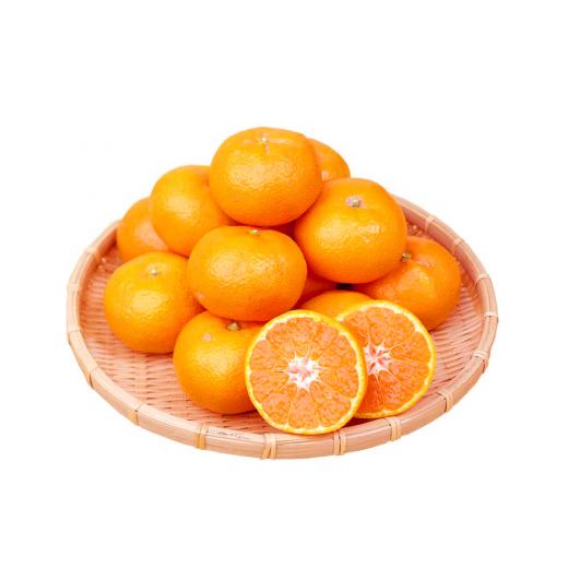 ふるさと納税 和歌山県 新宮市 人気の柑橘を集めた！みかんの定期便