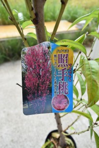 2023年開花苗【照手桃(ハナモモ)】プラ鉢 シンボルツリー 記念樹 狭い