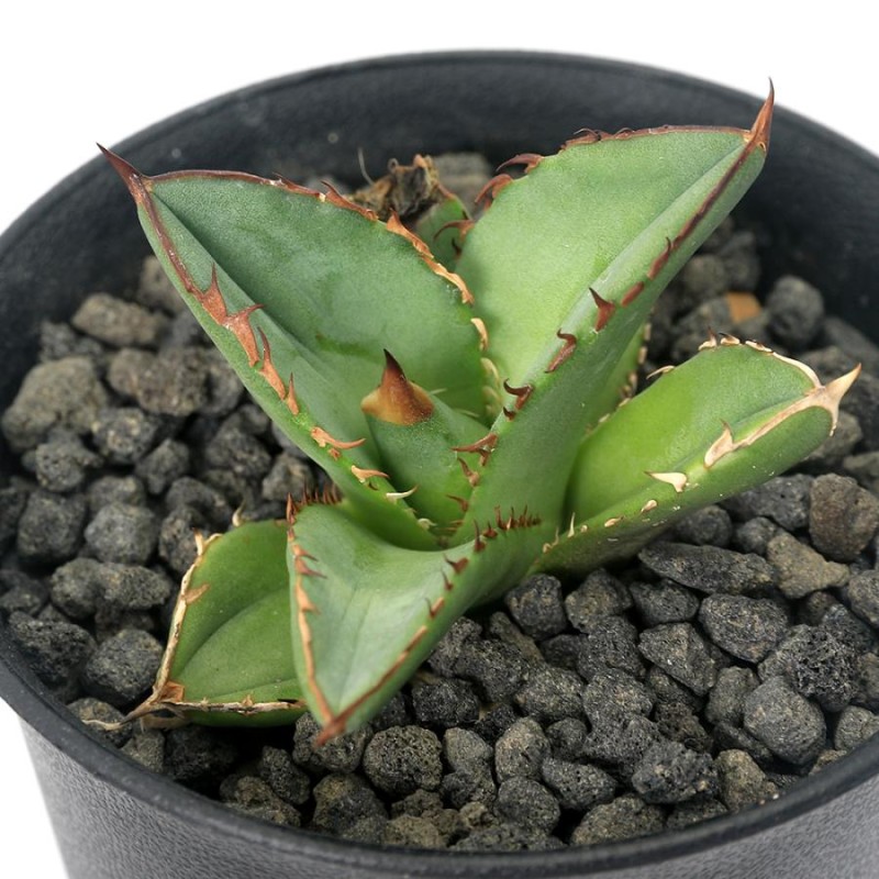 多肉植物アガベ ぶ厚く オルカ 極上カット株