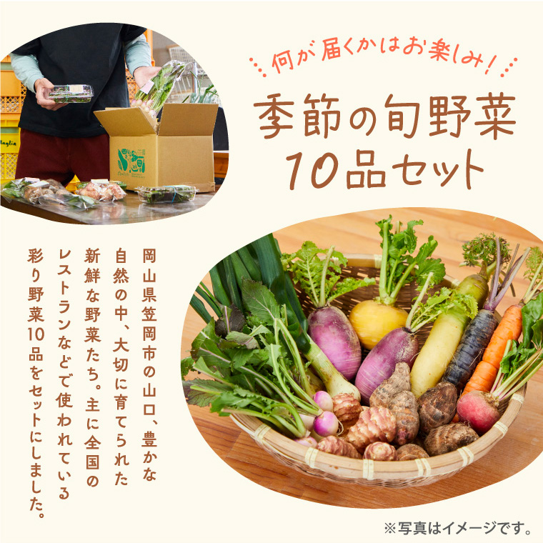 A-229 季節の旬野菜 10品 おまかせセット（農薬・化学肥料不使用）