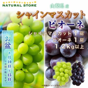 [最短順次発送]  シャインマスカット 1房 ピオーネ 1房 計1.2kg 山梨県産 夏ギフト 秋ギフト  果実ギフト