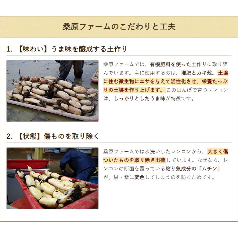 新潟 長岡産レンコン 2kg 蓮根 れんこん 桑原ファーム 送料無料