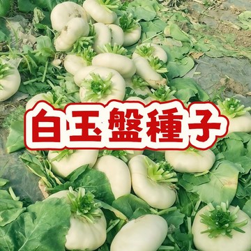 🌱【 白玉盤種子 】🌱夢幻觀葉植物 室內盆栽 白玉盤種子 稀有盆栽種子 窗臺綠化 療癒小物 耐陰好養 居家裝飾 播種套組