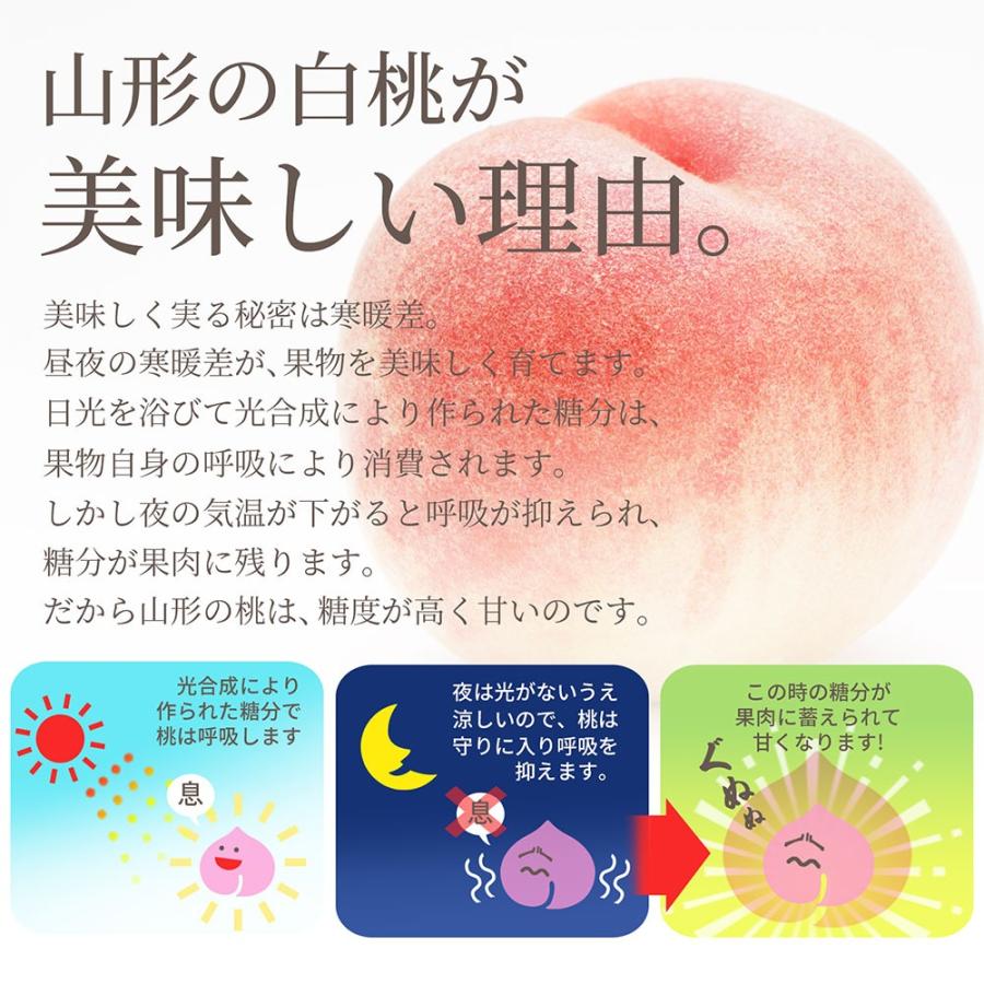 硬い桃 白桃 秀品 白桃CX 2.5kg 山形県産 送料無料 固い桃 かたい桃 かため 硬め 期間限定 産地直送 山形  シーエックス