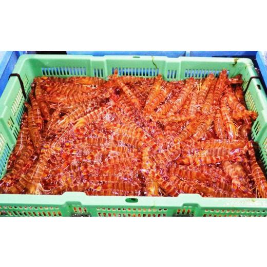 ふるさと納税 沖縄県 久米島町 活〆冷凍車海老　生食用1.5kg