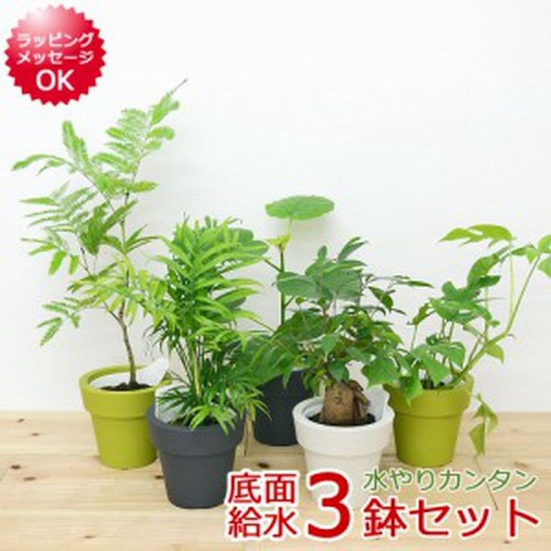 観葉植物 ウンベラータ エバーフレッシュ ガジュマル テーブルヤシ ヒメモンステラ 底面給水 3鉢セット おしゃれ お祝い 送料無料 通販 Lineポイント最大1 0 Get Lineショッピング