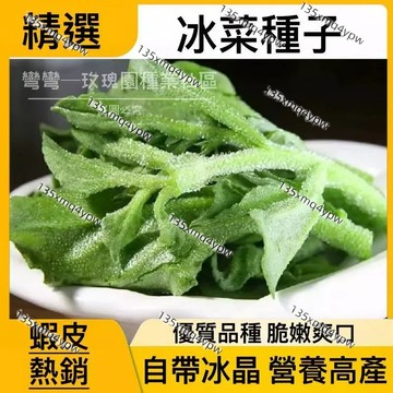 蝦皮熱銷 水晶冰菜種子 薺薺菜種子 超級蔬菜涼拌冰菜種子撒一片吃一年 歐洲進口蔬菜種子 入口即化 清涼爽口蔬菜 菜籽