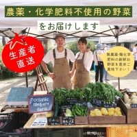 旬の味！お野菜 詰め合わせBOX 8～10品目×6回（栽培期間中 農薬・化学肥料不使用） 京都 亀岡 京野菜 農家より直送