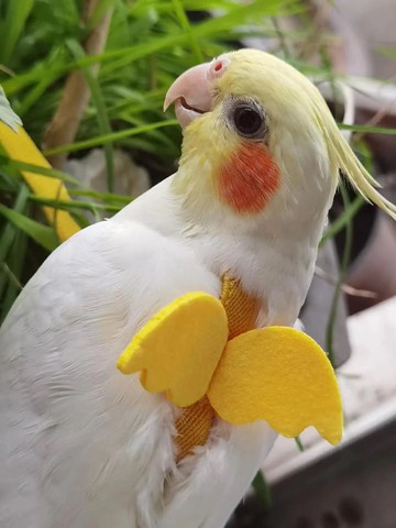 遛鳥繩 鸚鵡飛行繩 外帶繩鸚鵡牽引繩 鸚鵡放飛訓練繩 背帶款 遛鳥繩外出【MJ16818】