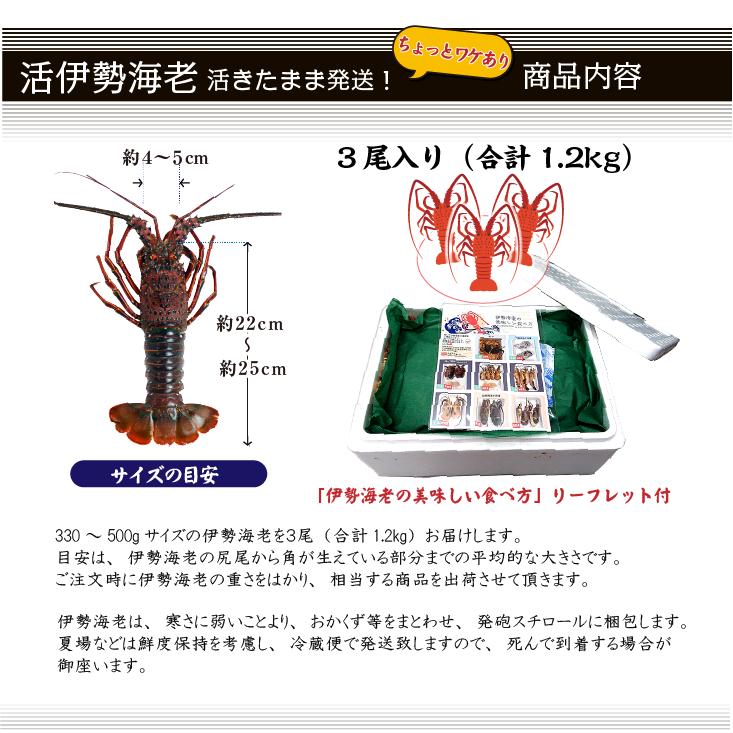 活伊勢海老　活きたまま発送！ちょっとワケあり、大サイズ 3尾入 1.2kg [活伊勢海老]