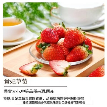 🍓【台灣培育】貴妃草莓種子～經典紅色草莓 盆栽水果 四季可種 新手推薦 家庭園藝 果實香甜 現貨