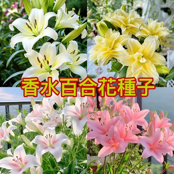 熱銷-24H-發貨【香水百合種子】(250粒）濃香百合花種子 四季種子 室內花卉種子 好養易活 盆栽室內花植物種子