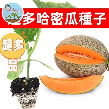 🍈超多品種甜瓜種子 網紋哈密瓜種子 多款黑金香瓜種子老漢瓜超甜黃肉綠肉香妃哈密瓜四季高產水果種子耐熱水果