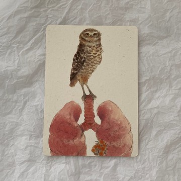 穴鴞 水彩 圓角明信片