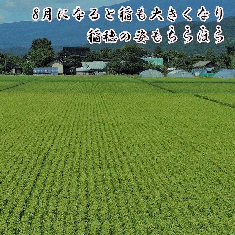 米 はえぬき つや姫 コシヒカリ 食べ比べ白米Aセット 15kg 送料無料 高級 特別栽培米 山形県産 特Aランク Aランク 令和5年産 美味しいお米 氷河米 山形 農家直送