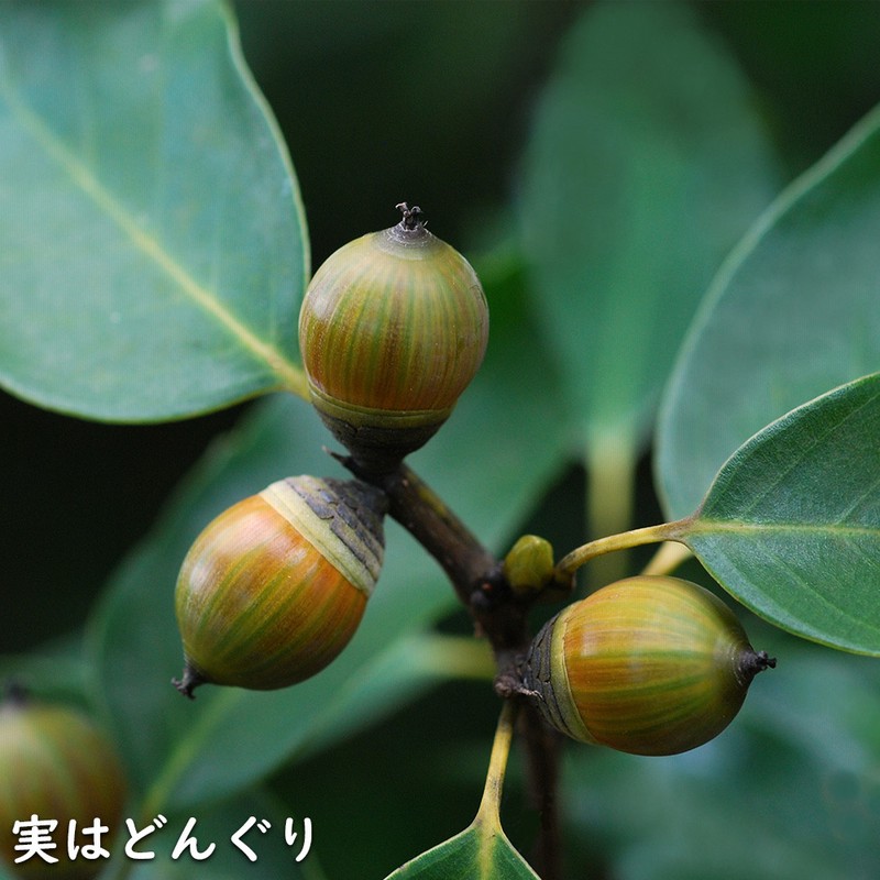 アラカシ 単木 1m 露地 5本 苗 | LINEブランドカタログ