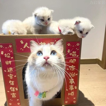 貓窩夏季貓抓板貓窩四季通用紙箱屋瓦楞網紅貓窩窩貓抓窩