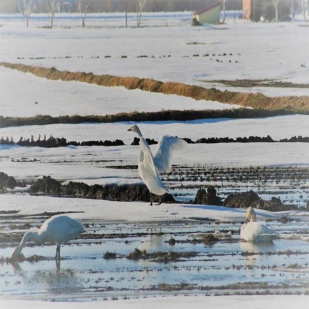 新米北海道産　白米ななつぼし10kg2袋　1等米　令和5年産　送料無料