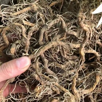 【神農百草堂】入地蜈蚣 中材蜈蚣草 蜈蚣七指蕨自然曬幹 泡水 泡茶 250g-500g【原材批發】