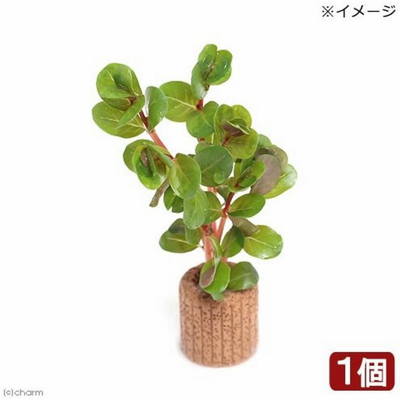 水草 ライフマルチ 茶 ロタラ ロトンディフォリア ベトナム ｈ ｒａ 水上葉 無農薬 １個 通販 Lineポイント最大0 5 Get Lineショッピング