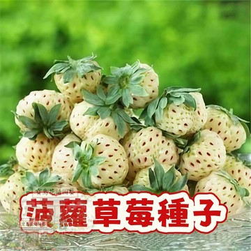🍓草莓種子 【菠蘿草莓種子】陽台庭院盆栽植物種子  四季種植當年結果  精選高發芽率95% #Strawberr