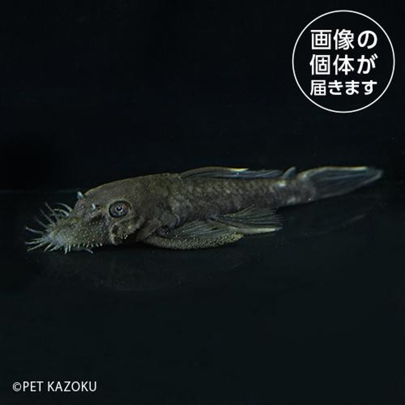 36aホワイトエッジブッシープレコ（サンフェリッペ）（ＭＬ）WEB01 【熱帯魚】【観賞魚】 セール10%OFF【淡水魚】（淡水熱帯魚）一点物・コレクターズ  | LINEブランドカタログ