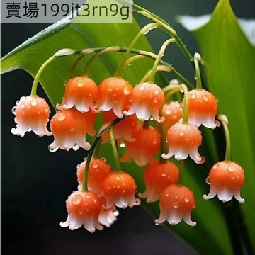 現貨💐【新品鈴蘭花種子】（250粒）濃香型香水風鈴花種子 風鈴花種籽 多年生花卉 四季開花 室內外綠植陽臺庭院 耐寒耐熱