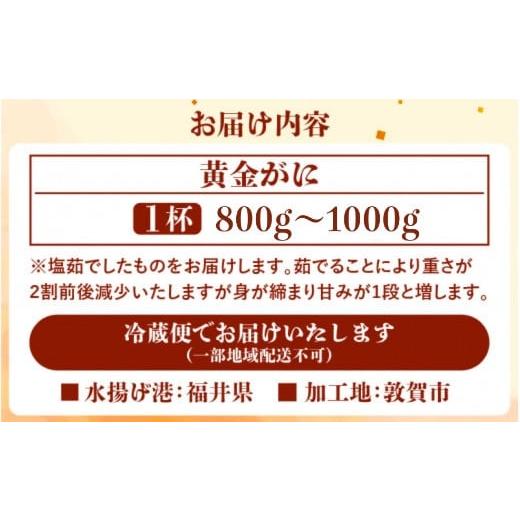 ふるさと納税 福井県 敦賀市 [076-g001] 黄金がに × 1杯（茹で前重量：約800g〜1000g）【お届けできない時期：12月上旬〜…