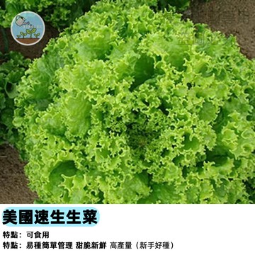 美國速生生菜種子~新手好種~生吃大速生萵苣種子耐熱耐寒高產蔬菜種子 #vegetable家庭菜園室內水耕四季可種植