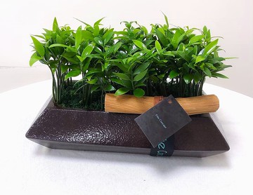 綠境竹柏 | 桌上盆栽