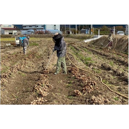 ふるさと納税 福井県 大野市 訳あり！上庄の里芋　5kg