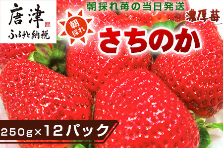 『予約受付』濃厚苺 さちのか 250g×12パック(合計3kg) 濃厚いちご 苺 イチゴ 果物 フルーツ ビタミン