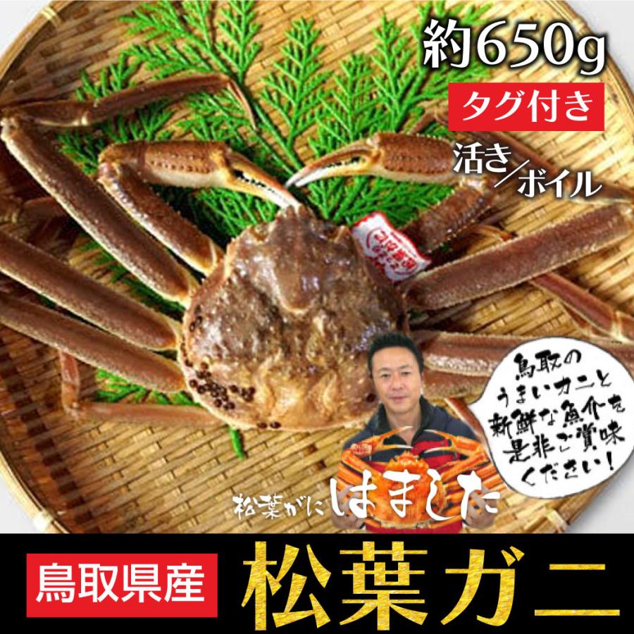 松葉ガニ ギフト 活 ボイル タグ付き 約650g 1枚 姿 ズワイガニ かに カニ 松葉蟹 生きたまま 松葉がに 産地直送 鳥取 送料無料（北海道・沖縄を除く）