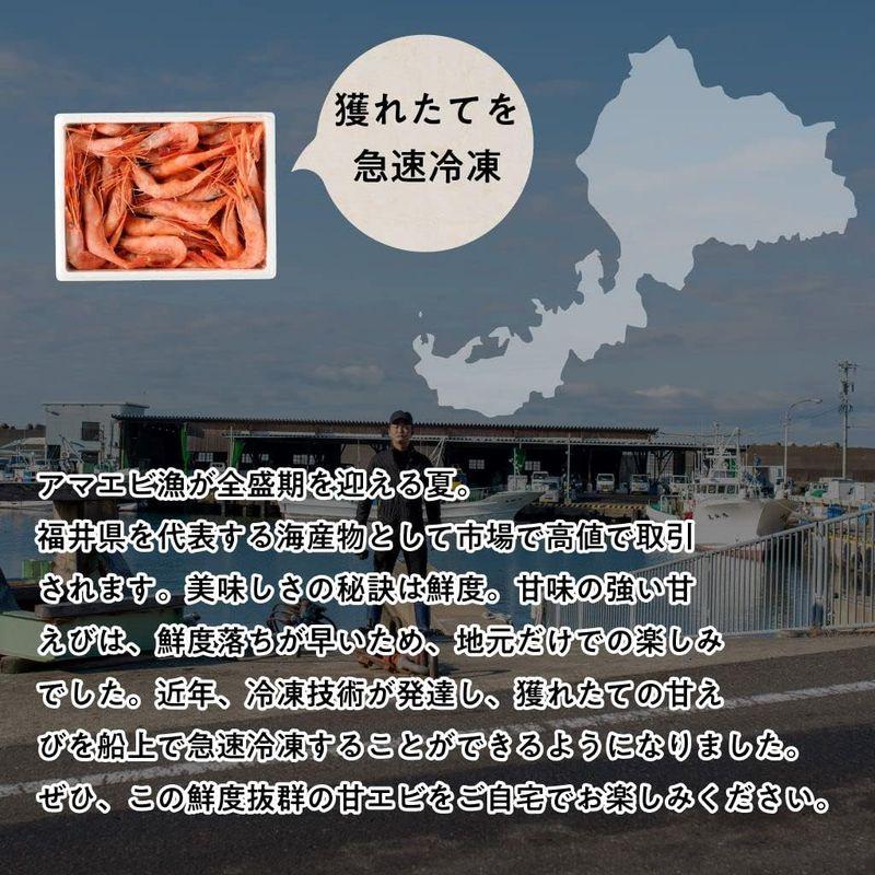 甘エビ 500g 約50尾 福井県産 国産 産地直送 子無し 天然 甘くて美味しい あまえび アマエビ お刺身 お寿司